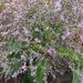 6x Limonium latifolium - Lamsoor - Pot 9x9 cm