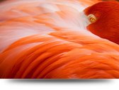 Maison de France - Aluminium Flamingo's - 6 - aluminium - 100 x 150 cm
