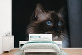 Behang - Fotobehang Ragdoll kat met blauwe ogen - Breedte 390 cm x hoogte 260 cm