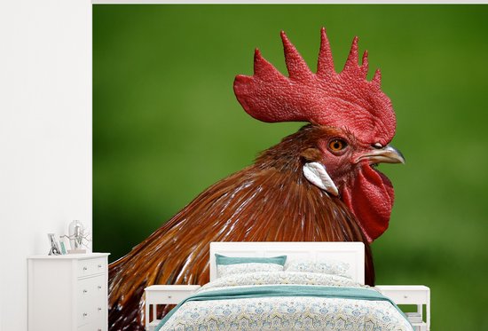 Behang - Fotobehang Rode hanenkam van een haan in de natuur - Breedte ...