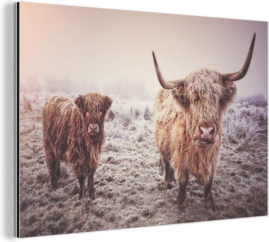 Décoration murale Métal - Peinture Aluminium Industrielle - Highlander écossais - Hiver - Neige - Vache - Pâturage - Marron - 120x80 cm - Dibond - Photo sur aluminium - Décoration murale industrielle - Pour le salon / chambre