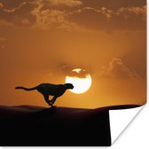 Poster Silhouet van een cheeta in de woestijn - 30x30 cm