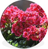 WallCircle - Wandcirkel - Muurcirkel - Rode geranium bloemen in een tuin - Aluminium - Dibond - ⌀ 90 cm - Binnen en Buiten