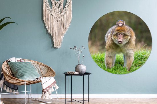 Macaques de Barbarie dans l'herbe Wall Circle Wallpaper Sticker ⌀ 120 cm / Wallpaper Circle / Wall Circle / Living Circle - Auto-adhésif et coupe ronde