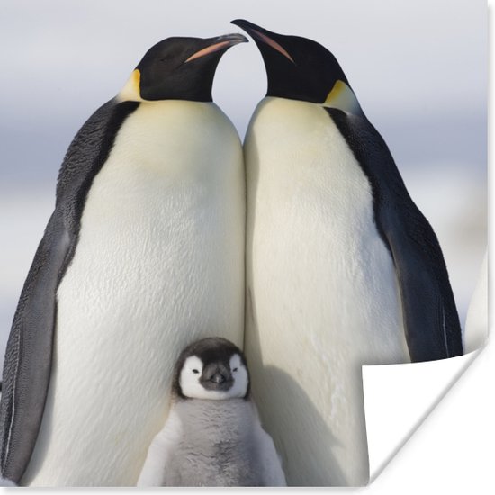 Poster Pinguïn - Gezin - Sneeuw