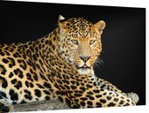 Jaguar liggend op zwarte achtergrond - Foto op Dibond - 90 x 60 cm