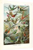 Trochilus - Trochilidae (Kunstformen der Natur), Ernst Haeckel - Foto op Dibond - 30 x 40 cm