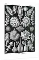 Lagena - Thalamophora (Kunstformen der Natur), Ernst Haeckel - Foto op Dibond - 60 x 80 cm