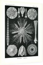Cidaris - Echinidea (Kunstformen der Natur), Ernst Haeckel - Foto op Dibond - 60 x 80 cm