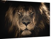 Leeuw op zwarte achtergrond - Foto op Dibond - 60 x 40 cm