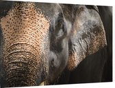 Aziatische olifant op zwarte achtergrond - Foto op Dibond - 60 x 40 cm
