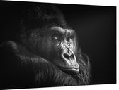 Gorilla op zwarte achtergrond - Foto op Dibond - 90 x 60 cm