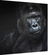 Silverback gorilla op zwarte achtergrond - Foto op Dibond - 80 x 80 cm