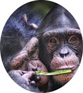 Chimpansee schattig koppel - Foto op Dibond - ⌀ 30 cm