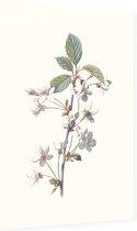 Kersbloem (Cherry) - Foto op Dibond - 60 x 90 cm