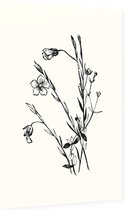 Geelhartje zwart-wit (Linum Cartharticum) - Foto op Dibond - 60 x 90 cm