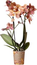 Kolibri Orchids | Goud/bruine phalaenopsis orchidee potmaat Ø9cm | Jewel Monaco