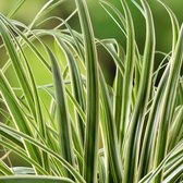Carex oshimensis 'Evercream' - Zegge - Planthoogte: 30 cm - Pot Ø 17 cm (2 liter)