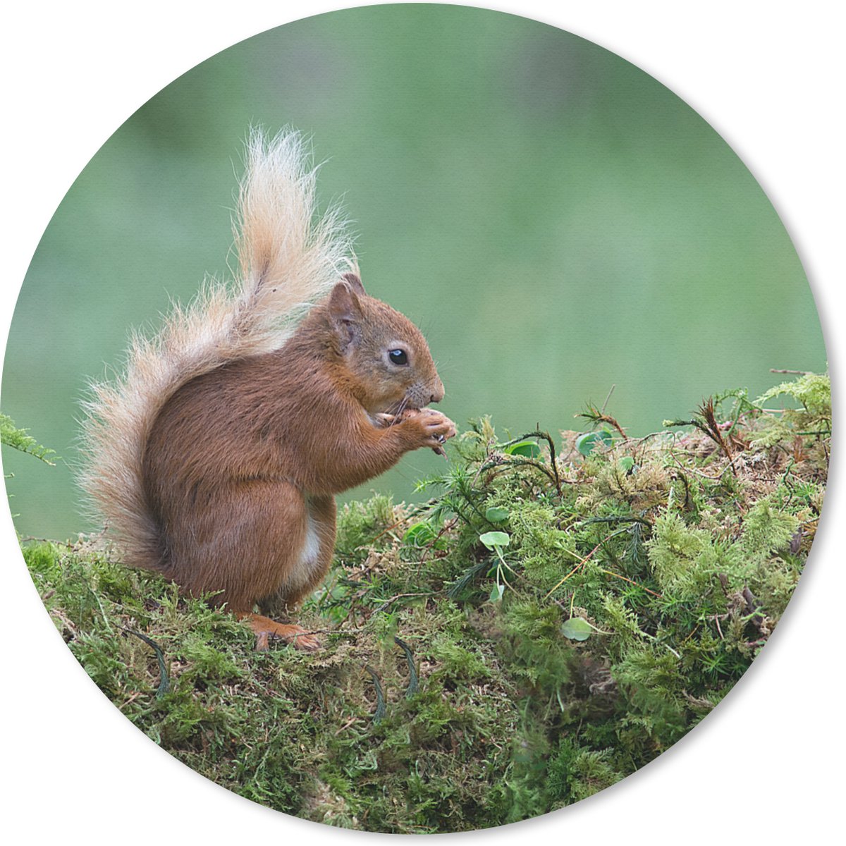 Muismat rond 50x50 cm - Mousepad Eekhoorn - Bos - Mos - Ronde muismatten