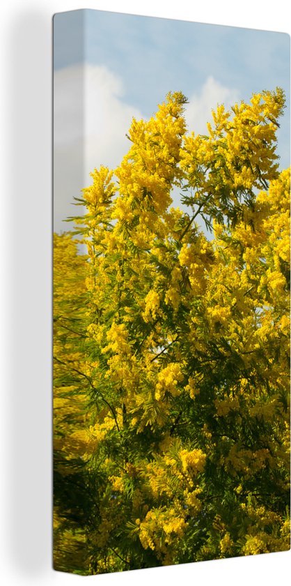 Canvas Schilderij Mimosa bloemen met een blauwe lucht - 40x80 cm - Wanddecoratie