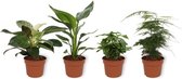 Set van 4 Kamerplanten - Asparagus Plumosus & Coffea Arabica & Strelitzia Reginae & Philodendron White Wave - ± 25cm hoog - 12cm diameter