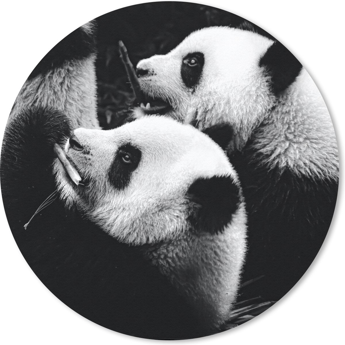 Muismat rond 20x20 cm - Mousepad Panda's - Zwart - Wit - Ronde muismatten