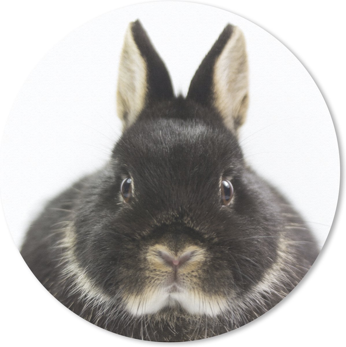 Muismat rond 30x30 cm - Mousepad Konijn - Huisdieren - Vacht - Ronde muismatten