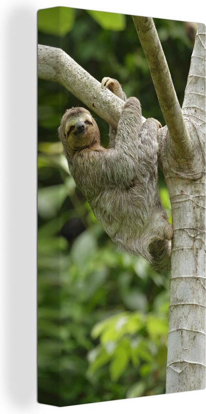 Tableau sur toile Un paresseux s'accroche à une branche - 80x160 cm - Décoration murale Art