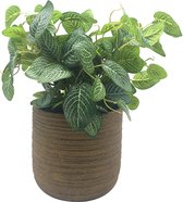 Fittonia Plant in cement pot 35cm