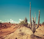 Cactus in de woestijn - Fotobehang (in banen) - 250 x 260 cm