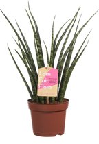 Hellogreen Kamerplant - Sanseveria Vrouwentong Fernwood Mikado - ↕ 40 cm