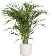 Hellogreen Kamerplant - Goudpalm Areca Dypsis - ↕ 90 cm - Elho B.For Soft wit