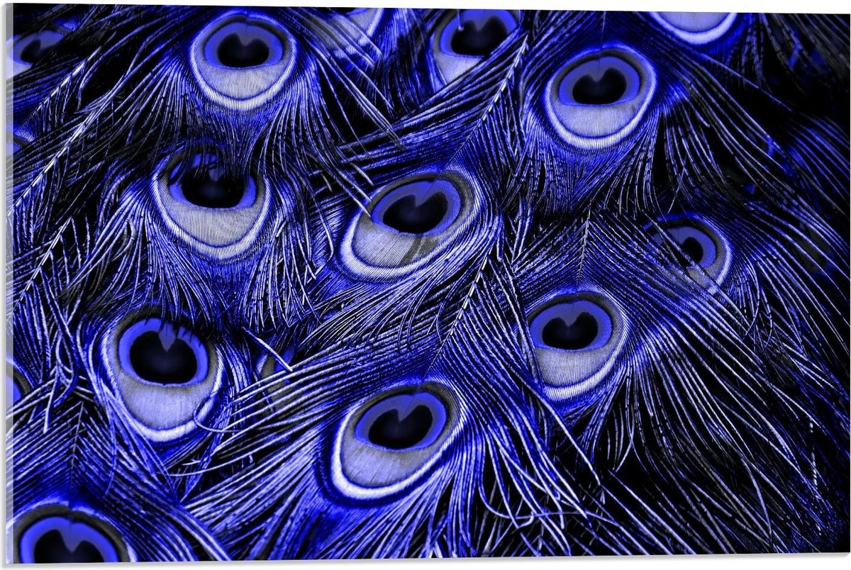 Plexiglas - Mooie Paarse Pauwen Veren - 60x40cm Foto op Plexiglas (Met Ophangsysteem)