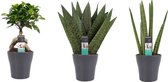 Kamerplanten van Botanicly – 3 × Vrouwentongen met grijze sierpot als set – Hoogte: 30 cm – Sansevieria Zeylanica, Sansevieria Cylindrica, Ficus Ginseng