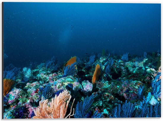 Dibond - Onderwater Wereld  - 40x30cm Foto op Aluminium (Wanddecoratie van metaal)