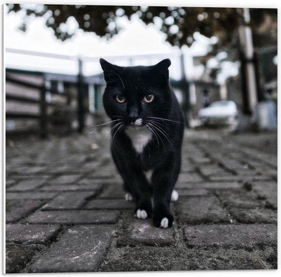 Forex - Zwart met Witte Kat op de Straat  - 50x50cm Foto op Forex