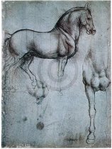 Leonardo Da Vinci - Studio di cavalli Kunstdruk 35x50cm