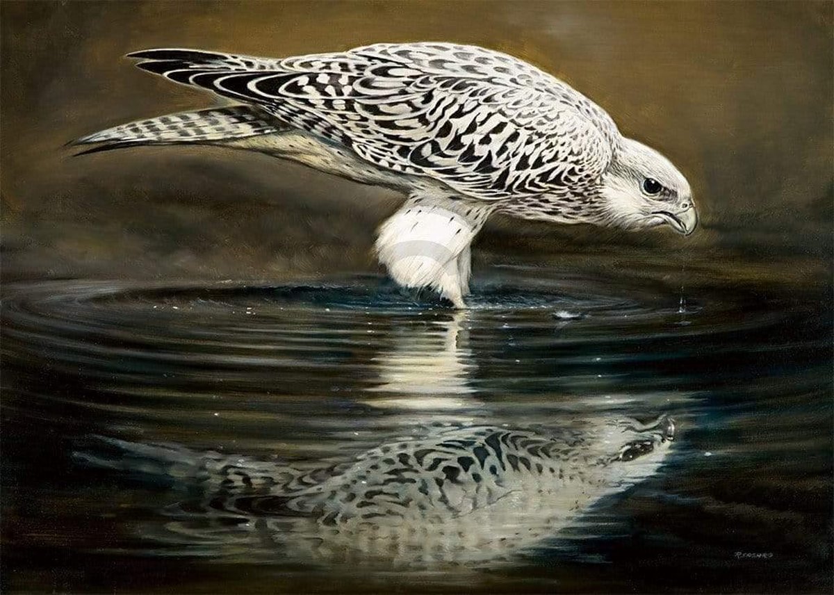 PGM Kunstdruk Renato Casaro - Drinking Falcon 70x50cm Divers