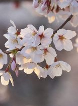 Fotobehang - Cherry Blossoms 192x260cm - Vliesbehang