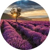 Fotobehang - Lavender in the Provence 140x140cm rond - Vliesbehang