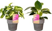 Kamerplanten van Botanicly – 2 × Syngonium Pixi met grijze sierpot als set – Hoogte: 25 cm