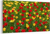 Schilderij - Verse bloeiende tulpen in het voorjaar — 100x70 cm