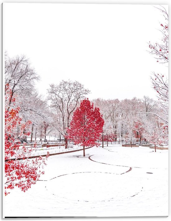 Forex - Rode Boom in Witte Sneeuw - 30x40cm Foto op Forex