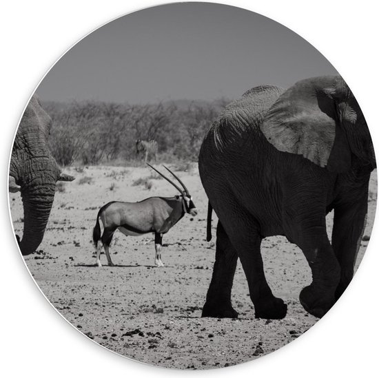 Forex Wandcirkel Olifanten Met Spies Bok In Zwart Wit 60x60cm Foto forex-wandcirkel-olifanten-met-spies-bok-in-zwart-wit-60x60cm-foto