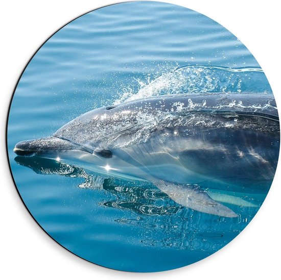 Dibond Wandcirkel - Dolfijn bedekt door Water - 30x30cm Foto op Aluminium Wandcirkel (met ophangsysteem)