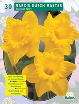 3 stuks Narcis Trompet geel per 30 bloembollen Baltus