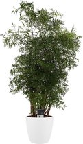 Hellogreen Kamerplant - Polyscias Hawaiiana Ming Vertakt - 95 cm - Elho Brussels wit