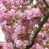 Japanse Sierkers - Prunus Serrulata Kanzan | Hoogte: 200 - 250 cm