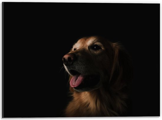 Dibond - Gefotografeerde Hond met Zwarte Achtergrond - 40x30cm Foto op Aluminium (Met Ophangsysteem)