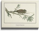 Walljar - Chamaeleo Namaquensis - Muurdecoratie - Canvas schilderij